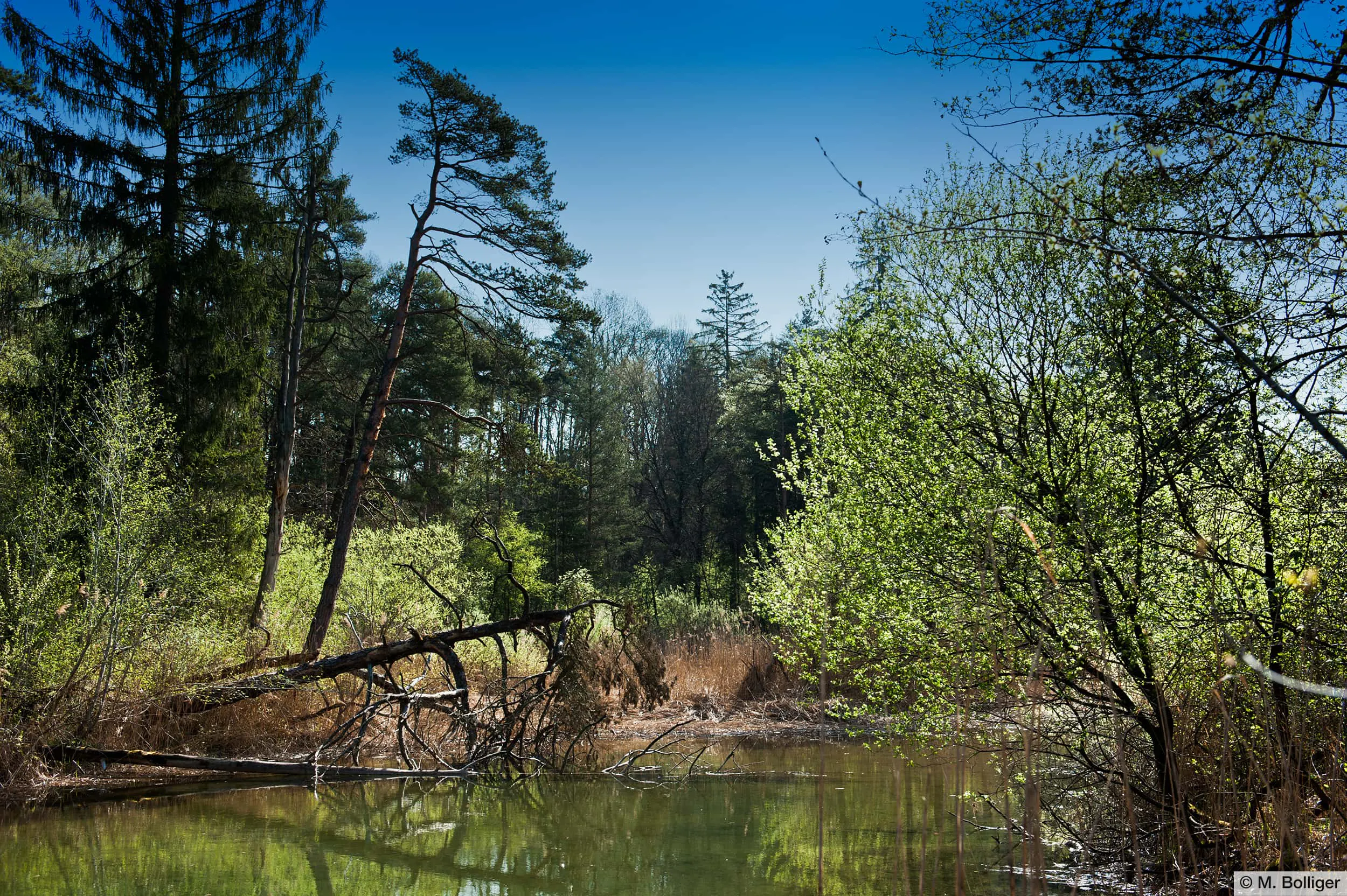 Elfenau