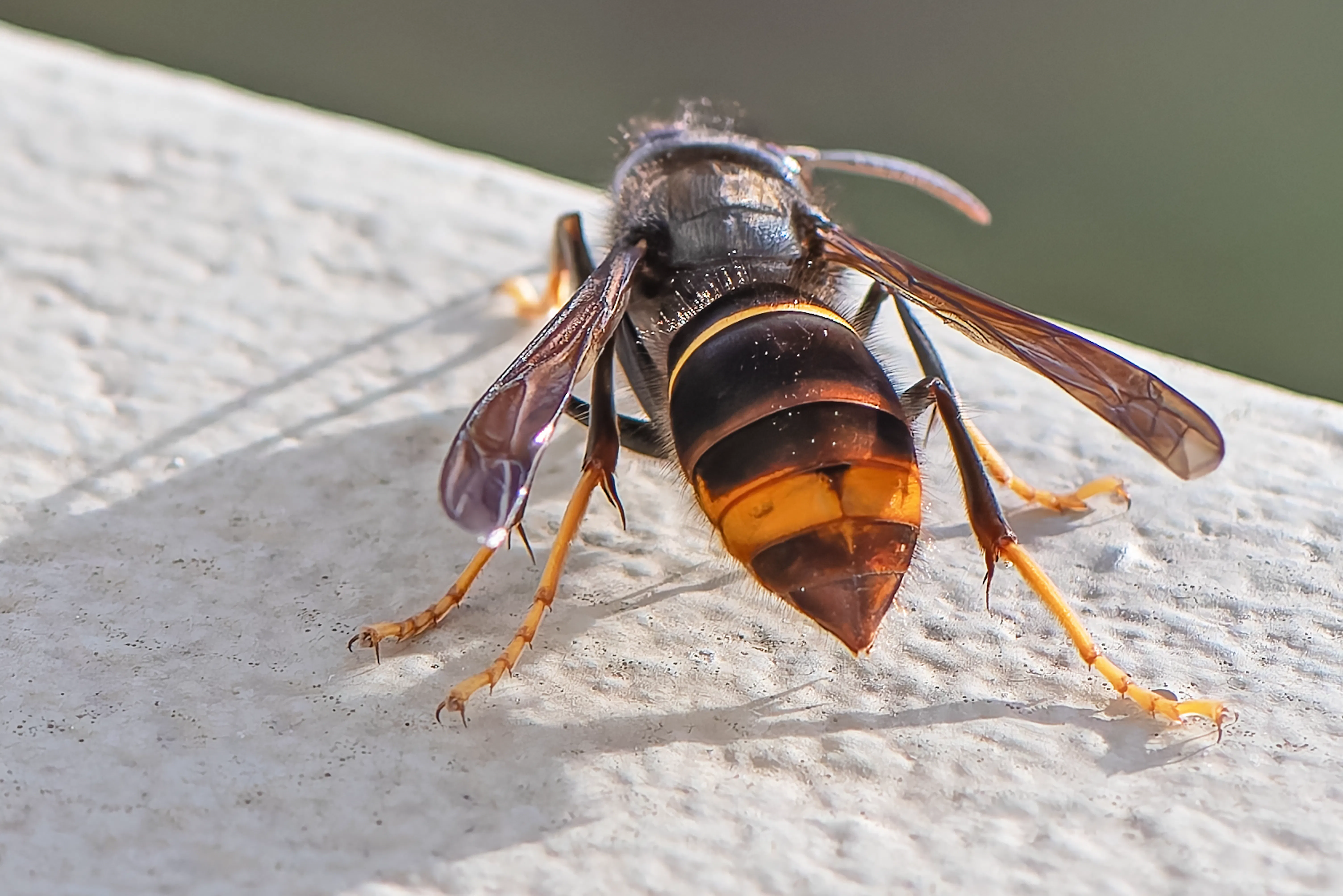 Invasive Neozoen