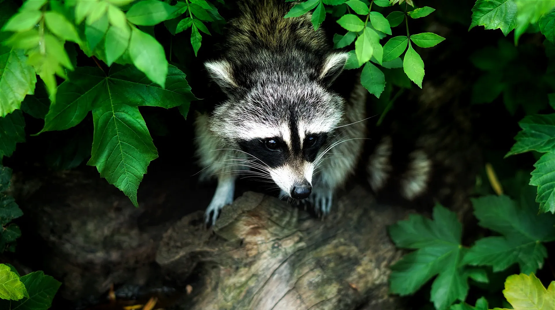 Invasive Neozoen